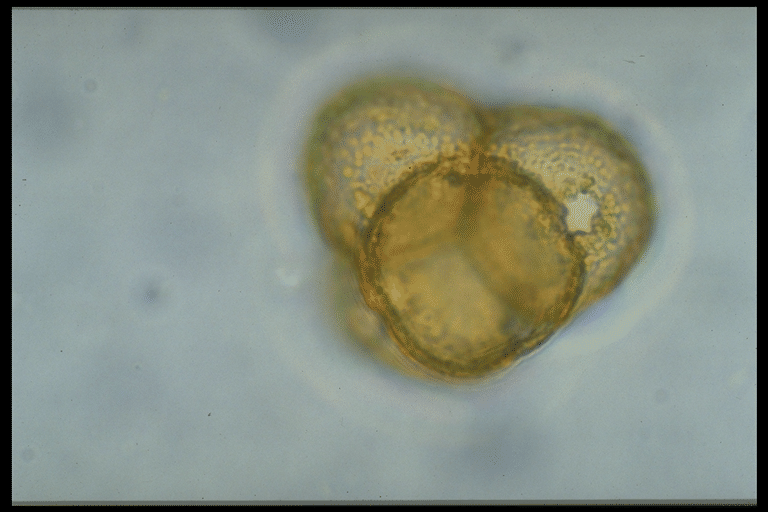 Calluna Vulgaris Pollen